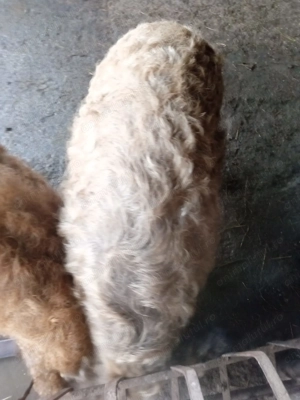 Vier mangalița 180 kg.  - imagine 3