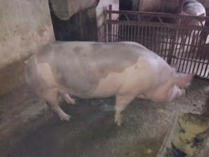 Vand porci de Crăciun calitate garantată 