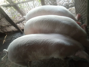 Vând un porc la alegere.