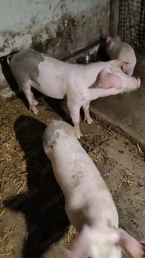 Vind purcei Marele Alb