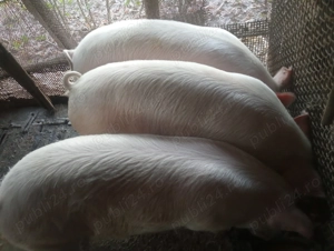 Vând un porc la alegere. - imagine 2