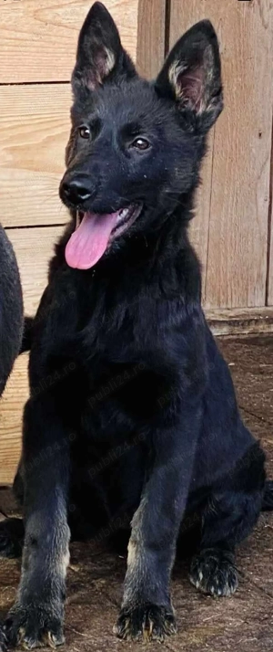 Cățelușa ciobănesc german linie de lucru 