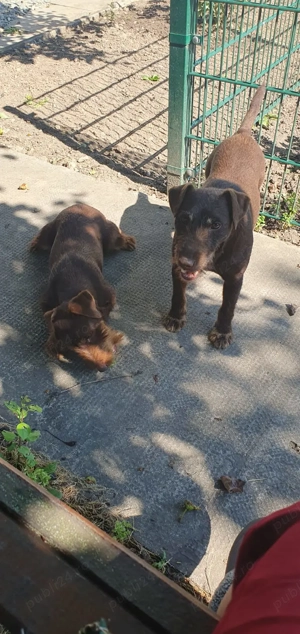 4 pui Jagdterrier maro - imagine 2