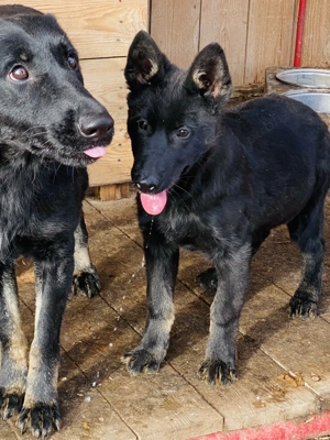 Cățelușa ciobănesc german linie de lucru  - imagine 2
