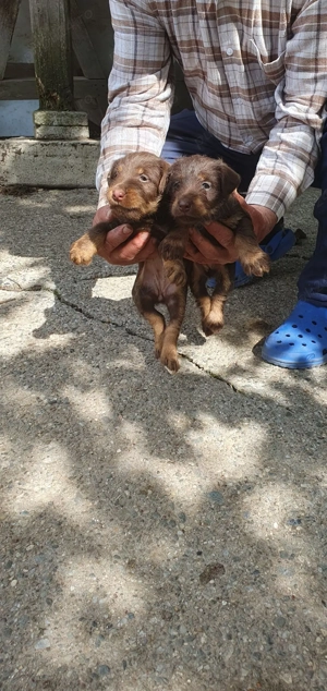 4 pui Jagdterrier maro - imagine 4