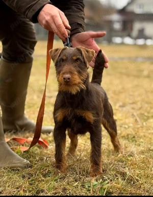 4 pui Jagdterrier maro - imagine 3