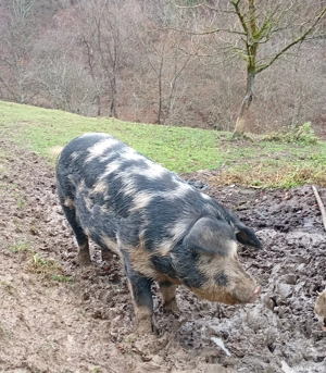 vand porc  - imagine 2