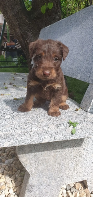 4 pui Jagdterrier maro - imagine 5