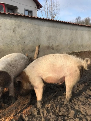 Porci de vânzare - imagine 4