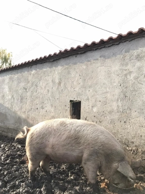 Porci de vânzare - imagine 2