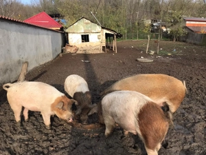 Porci de vânzare - imagine 5