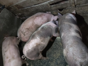 Vând porci grași !!! - imagine 2