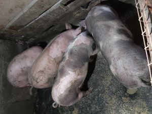 Vând porci grași !!! - imagine 3