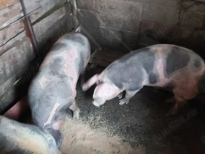 Vând porci grași !!! - imagine 4