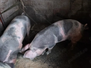 Vând porci grași !!! - imagine 5