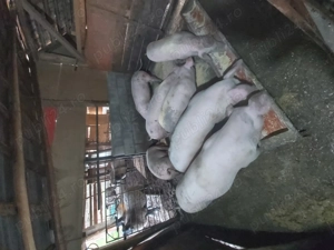 Vând porci grași  !!! - imagine 2