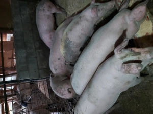 Vând porci grași  !!! - imagine 3