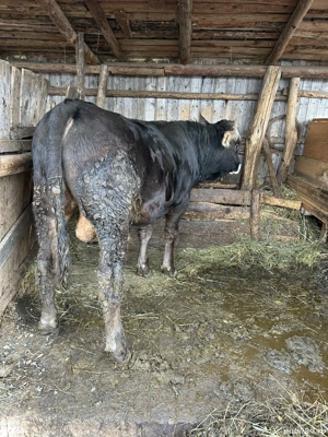 vând jumătate de vițel 