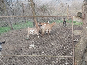 Vând capre !!! - imagine 2