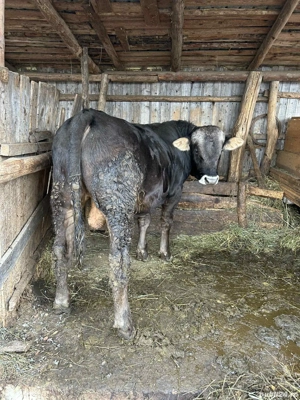 vând jumătate de vițel  - imagine 2