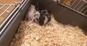 Hamsteri pitici de vanzare - imagine 3