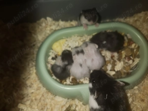 Hamsteri pitici de vanzare - imagine 2