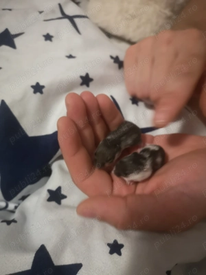 Hamsteri pitici de vanzare - imagine 4