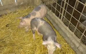 Purcei 2,5 luni  - imagine 2