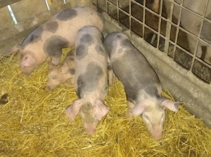 Purcei 2,5 luni  - imagine 3