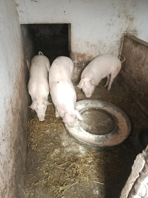 De vanzare.  - imagine 3