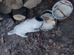 vand femela ciobanesc - imagine 4