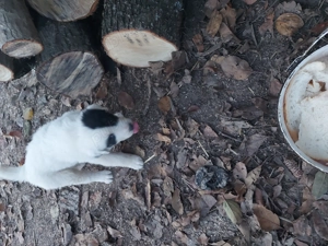 vand femela ciobanesc - imagine 2