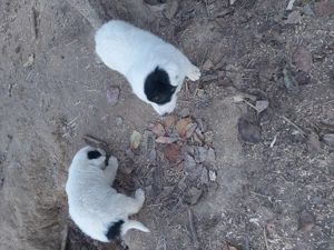 vand femela ciobanesc - imagine 5