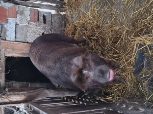 Porc de vânzare - imagine 2