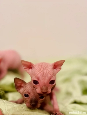 Pisicute Sphynx Sfinx in Bucuresti
