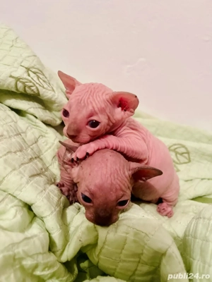 Motanei si pisicute Sphynx Sfinx