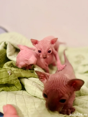 Motanei si pisicute Sphynx Sfinx - imagine 2