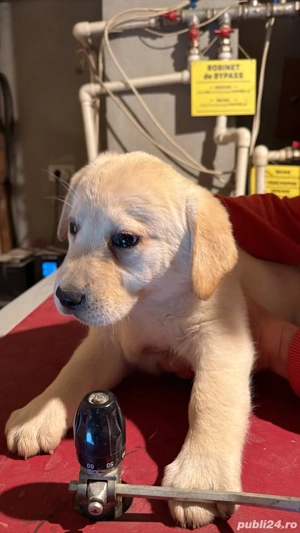 labrador retriver  - imagine 2