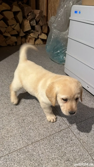 labrador retriver  - imagine 3