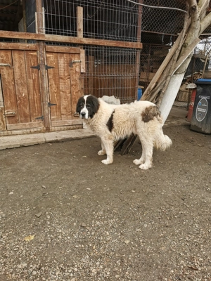 Mascul Ciobănesc de Bucovina 