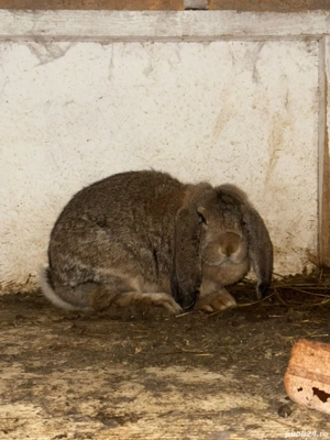 vand schimb - imagine 2