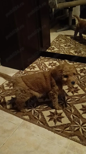 Vand Pudel standard-caniche