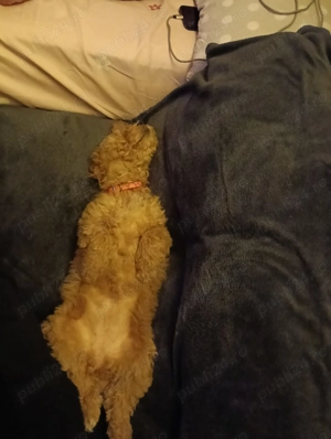 Vand Pudel standard-caniche - imagine 2