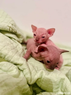 Sphynx Sfinx -Motanei si pisicute