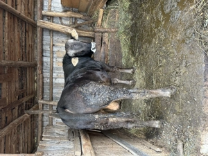 Vând jumătate vițel carcasă .si un porc de 160 180kg! 
