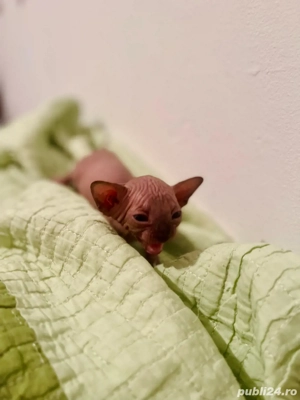 Sphynx Sfinx -Motanei si pisicute - imagine 3