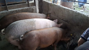 Vand Porc rasa duroc cu pietrean