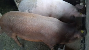Vand Porc rasa duroc cu pietrean - imagine 2