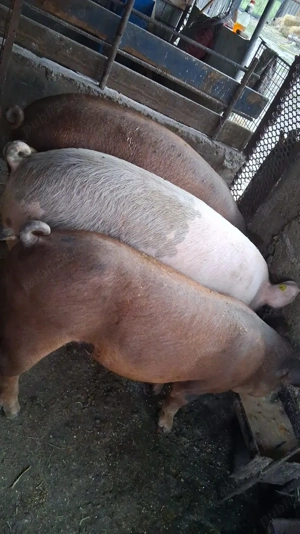 Vand Porc rasa duroc cu pietrean - imagine 3