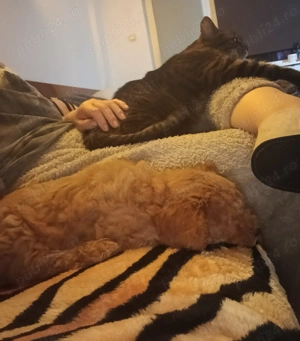 Vand Pudel standard-caniche - imagine 3